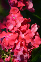 Obraz premium phlox, flower, rain, pink, rose, nature, garden, flowers, plant, red, green, blossom, summer, flora, spring, leaf, bloom, floral, beauty, beautiful, roses, bush, petal, color, gardening, natural, love