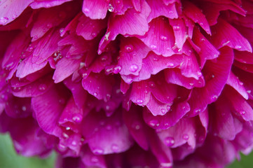 Peony in drops of dew in garden. Flower washed with dew 