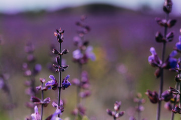 Fototapeta na wymiar Violet plant growing on the field, ethereal plants, lavender, background violet field