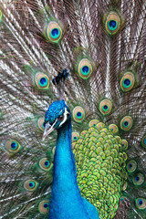 Fototapeta premium detail of peacock