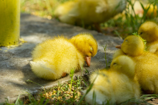 Chicken Yellow Animal Sleep