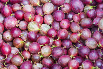 background of berries of gooseberry