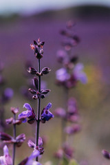 Obraz na płótnie Canvas Violet plant growing on the field, ethereal plants, ethereal plants, lavender, background violet field