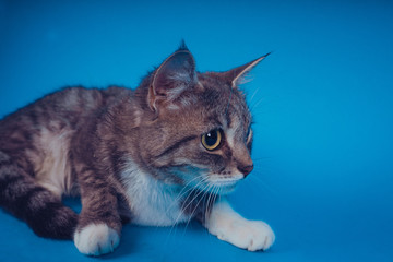 Portrait of a cat on a blue background. Pet resting. Empty space for text