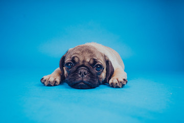 Funny puppy breed pug on a blue background. Empty space for text. Pug resting