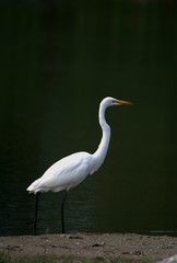 Great Egret at dam