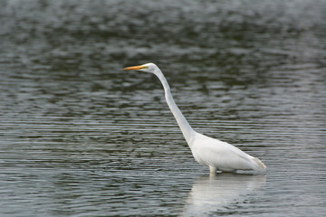 Great Egret at Dam