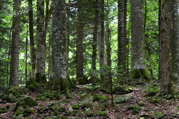 Trees in deep forest