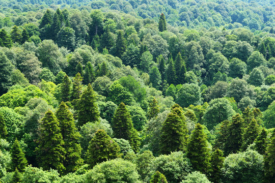 Fototapeta Green forest aerial view