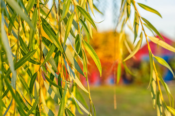 Green willow leaves against the background of autumn landscape, close-up © HaiGala