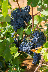 Close-up of bunches of ripe red wine grapes on vine