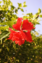 Red Hibiscus flowers