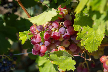 Bunch of grapes on a vine in the sunshine The winegrowers grapes on a vine