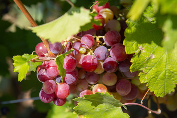 Bunch of grapes on a vine in the sunshine The winegrowers grapes on a vine