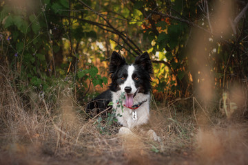 border collie dog beautiful portrait in the forest at sunset
