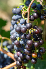 Close-up of bunches of ripe red wine grapes on vine, selective focus