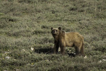 Grizzly bear cub