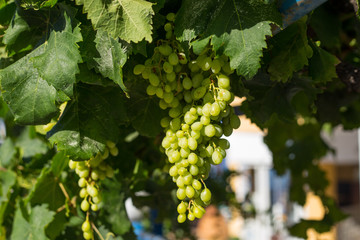 White grapes hanging on a bush in a sunny beautiful day.