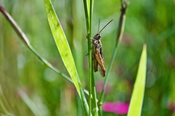 Heuschrecke auf einem Grashalm in Nahansicht
