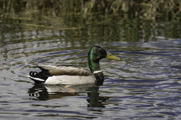 Mallard