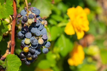 Bunches of wine grape next to the flowers of roses