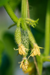 Young cucumbers grow on large green branch