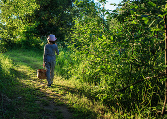 Naklejka na ściany i meble Young girl walking on a path through green woods carrying a birchbark basket