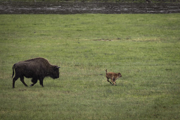 Frolicking bison