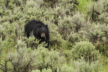 Black Bear on the move