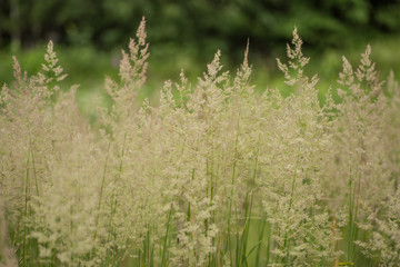 Green meadow closeup. Wild grasses photo background.