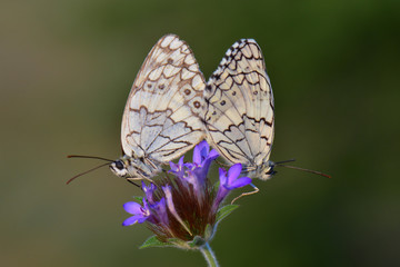 Satyridae / Anadolu Melikesi / Balkan Marbled White / Melanargia larissa	