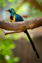 Golden breasted Starling, Cosmopsarus regius, Glossy Starling sitting on the tree branch. Beautiful shiny bird in the green forest.