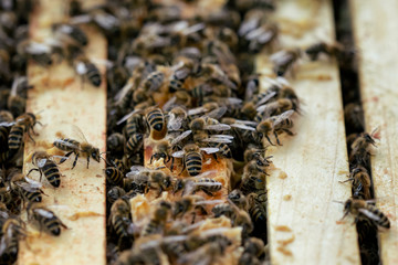 Close up view of the open hive showing the frames populated by honey bees..Bees in honeycomb.