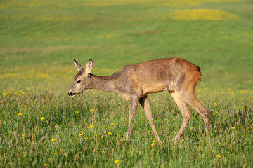 Naklejka na ściany i meble Roe deer in grass, Capreolus capreolus. Wild roe deer in spring nature.