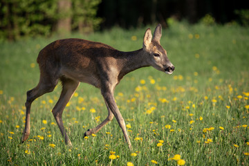Roe deer in grass, Capreolus capreolus. Wild roe deer in spring nature.