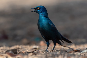 Cape glossy starling in sunlight with open beak calling standing tall, Namibia