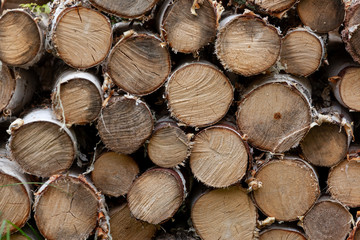 Pile of birch firewood