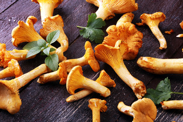 Raw wild chanterelle mushrooms. Composition with wild mushrooms - obrazy, fototapety, plakaty