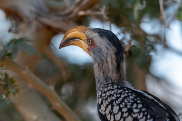 Close up head shot of southern yellow-billed Hornbill with soft green tree background looking away