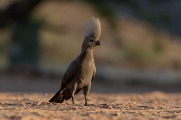 Grey go-away-bird (grey Lourie) standing on ground facing evening sun with feathers upright