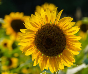 Obraz premium bright yellow and brown sunflower in a field of sunflowers in summer