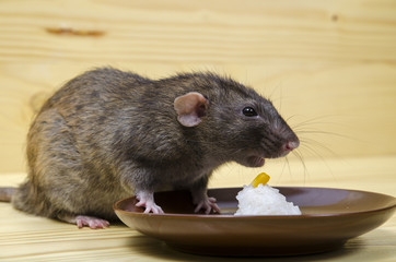 Rat eats rice with corn.