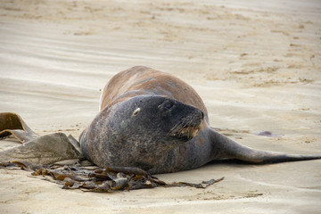 Sea Lion on the beach at Cannibal Bay