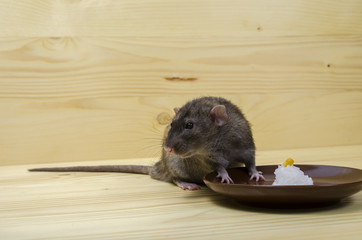 Rat eats rice with corn.