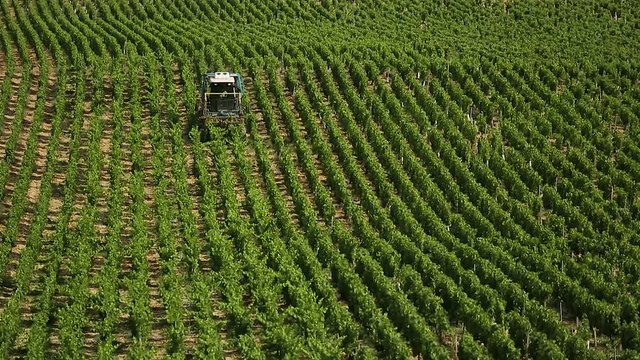 Travail de la vigne en Bourgogne