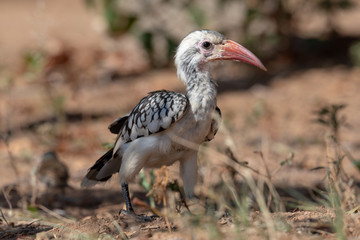 Red billed hornbill bird (damara) in bright sunlight between grass and scrubs © Claude