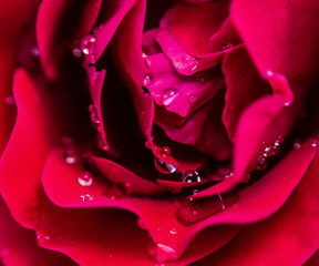 Krople wody na płatkach róży