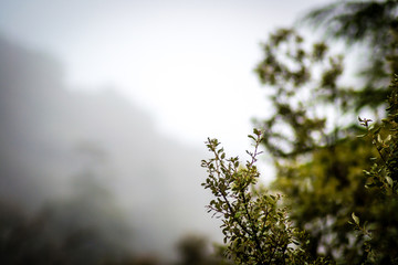 Day in the forest