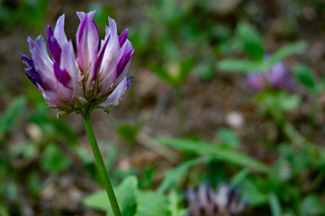 Rocky Mountain Wildflower