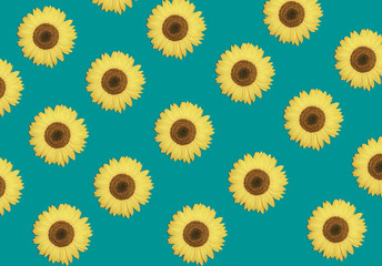 Bloom  pattern from  sunflowers or beautiful  spring  vibrant floral background. Summer design. Concept  botany.  Flat lay, top view